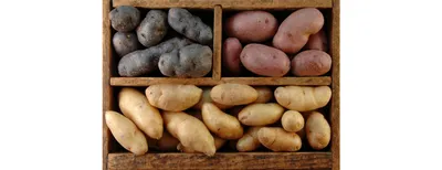 ПРАВДА о ЛЕЧЕБНОЙ фиолетовой картошке и мой опыт её выращивания - YouTube