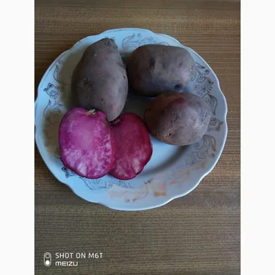 Экзотический картофель с фиолетовым окрасом \"Солоха\" - YouTube