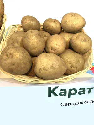 Продам картофель сорта \"Солоха\", Полтавская обл — Agro-Ukraine
