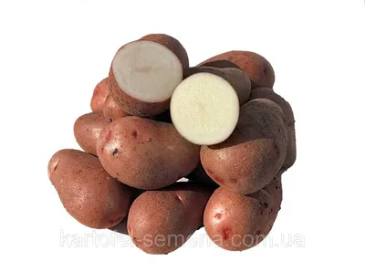 Семенной картофель Карат Элита 1 кг купить в Украине с доставкой | Цена в  Svitroslyn.ua