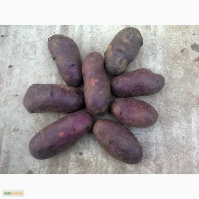 ГМО или нет? Узнали, можно ли есть синюю картошку - Telegraf.news