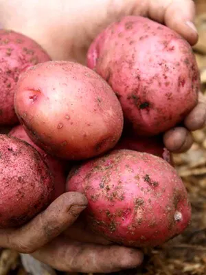 Продам картошка, сорта Цыганка - купить картошка, сорта Цыганка -  Полтавская обл — Agro-Ukraine