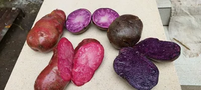 Разноцветную внутри картофель вывели украинские ученые