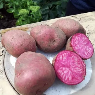 Украинцы вывели уникальную разноцветную картошку - ЗНАЙ ЮА