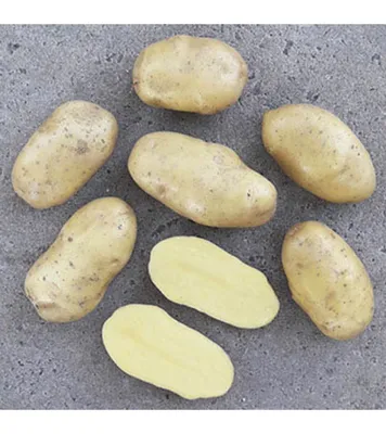 Семена картофеля купить в Львове: цена, отзывы