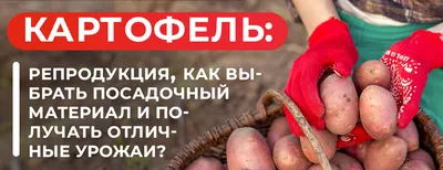 АССОЛЬ - семена картофеля 0.02 г, 8.00 грн, SeedEra
