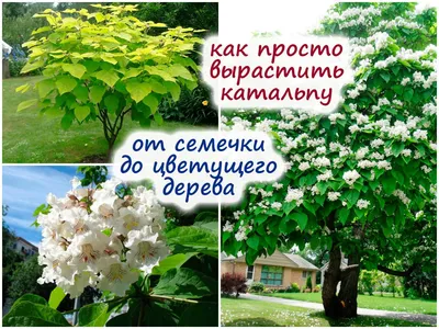 Катальпа Нана - Компания Greenday — Ландшафтный дизайн и озеленение в  городе Алматы и Алматинской области