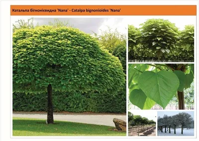 Дерево счастья катальпа - ландшафтный дизайн | Фото | GreenPost