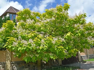 Catalpa bignonioides. A brilliant tree with big lime green leaves and  flowers. It can be hard pruned. | Trees to plant, Small gardens, Garden  trees