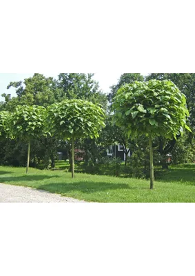 В Ботаническом саду Уфы зацвело макаронное дерево