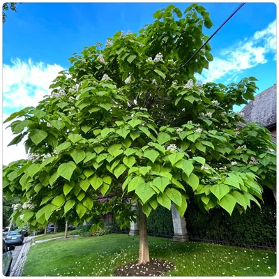 sadovyitsentrpolisad - 🍀Катальпа бигнониевидная Nana - идеальный зонт в  саду) - компактное дерево с зонтиковидной медленнорастущей кроной; - листья  сердцевидной формы размером до 20 см; - подходит для одиночных и рядовых  посадок; -