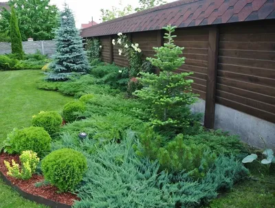 Хвойные деревья и кустарники - прекрасное украшение сада