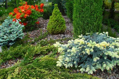 Хвойные растения в саду: Выбор и применение
