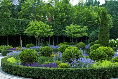 Хвойные растения для дачи: деревья и кустарники в садовом дизайне