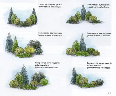 Хвойные в ландшафтном дизайне - «Сады и Парки»