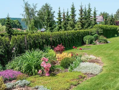 Сад с хвойными: как подобрать соседей | Статьи для садоводов