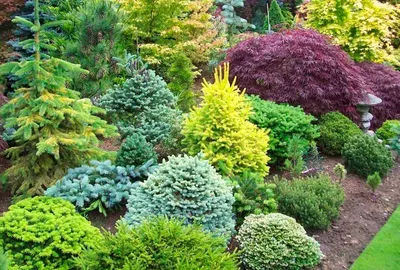 Как сажать и ухаживать за хвойными растениями в саду и на террасе – советы  эксперта | Vidaron