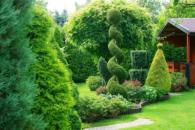 Хвойные растения для дачи: деревья и кустарники в садовом дизайне