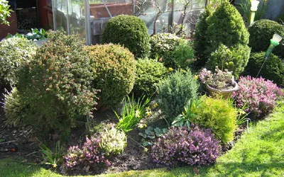 Карликовые хвойные растения для сада | Статьи от Chelsea Garden
