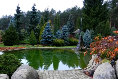 Красивый сад из хвойных деревьев [Ландшафтные идеи для частной усадьбы ] -  YouTube