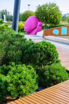 Хвойные растения в дизайне сада | Ландшафтный дизайн | Дзен