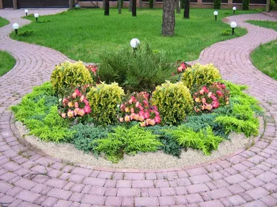 Сад с иголочки: какие хвойные выбрать для сада и ландшафтного дизайна -  Общество - Newsler.ru
