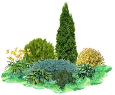 Хвойные растения в ландшафтном дизайне участка