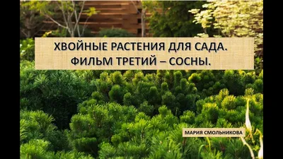 Хвойные растения сделают сад декоративным в любое время года | Антонов сад  - дача и огород | Дзен