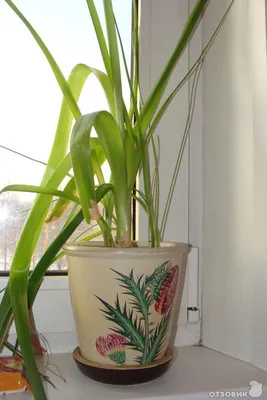 Китайский лук комнатное растение фото фото