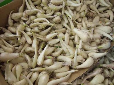 Купить Семена - Лук душистый Китайский чеснок, 0.5 г. ❱❱ Колибри-маркет ❰❰❰