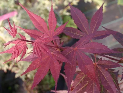 Клен дланевидный пурпурнолистный Acer palmatum f. atropurpurea - купить по  выгодной цене | teofrast
