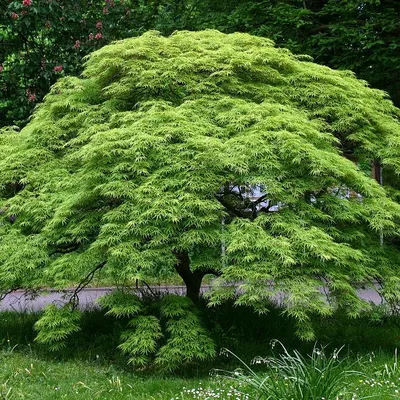 Клён дланевидный Acer palmatum deshojo Купить в Симферополе | Садовый центр  Фрея, Крым