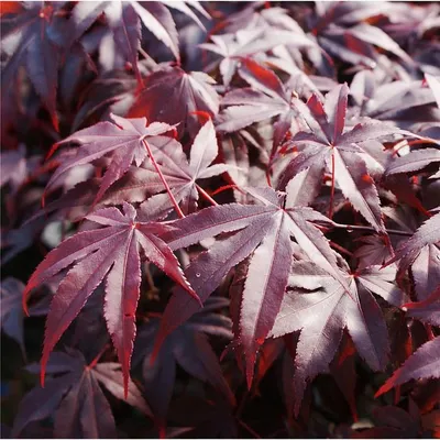 Клен дланевидный (Acer palmatum). Бонсай Тёккан Stock Illustration | Adobe  Stock
