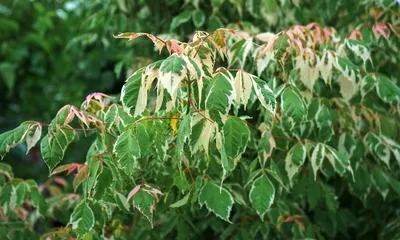 Клён остролистный Друммонди Acer platanoides “Drummondii”