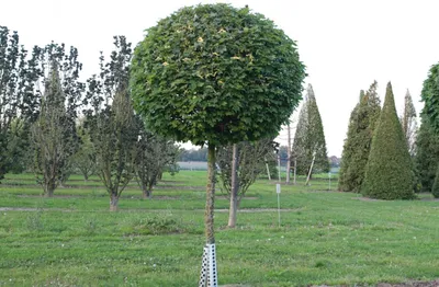 Клён остролистный \"Глобозум\" (Acer platanoides \"Globosum\")