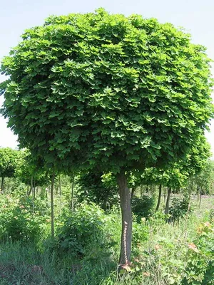 Клен остролистный Глобозум (Globosum), 1,5-1,7 метра купить в Киеве, цена —  Greensad