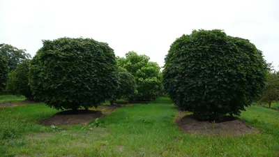 Клен остролистный \"Глобозум\" (Acer platanoides Globosum) - Лиственные  растения весна 2024 года - купить лиственные растения спирея, кизильник,  барбарис, лапчатка.