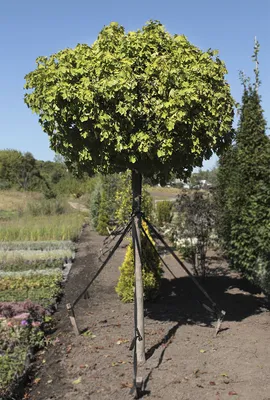 Клен остролистный Globosum (Глобозум) - Зеленый сад
