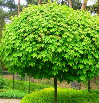 Клен гостролистий 'Globosum' / Acer platanoides 'Globosum' - Розсадник  декоративних рослин «Зелена Бухта»