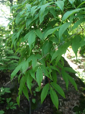 Клён маньчжурский Acer mandshuricum Maxim