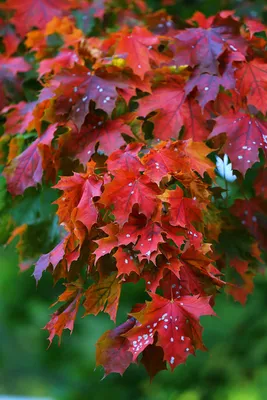 Файл:Acer mandshuricum flowers.jpg — Википедия