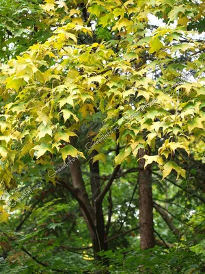MW0111344, Acer mono (Клен мелколистный), specimen