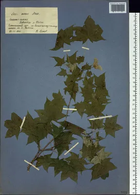 MW0111369, Acer mono (Клен мелколистный), specimen