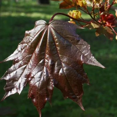 Клен мелколистный — Acer Mono Maxim | Ботанический сад Уфы
