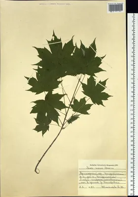 Клён мелколистный (Acer mono)