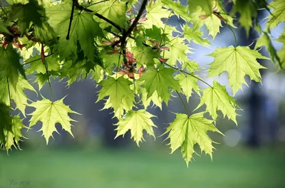 Ярчайшая осень в Ботаническом саду - это надо видеть! 60 фото для тех, кто  сейчас не в Питере | Сад под Петербургом | Дзен