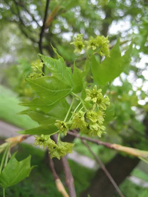 Клен мелколистный — Acer Mono Maxim | Ботанический сад Уфы