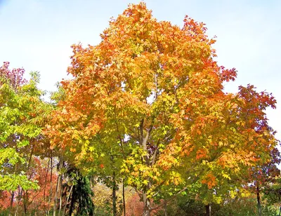 Картина на холсте \"Огненный клен, мелколистный, осенние листья\" 240x90 см.  с алюминиевыми подвесами, в тубусе - купить по низкой цене в  интернет-магазине OZON (562027878)