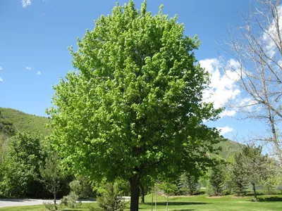 Клен полевой — Acer Campestre L. | Ботанический сад Уфы