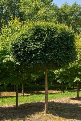 Клён полевой (Acer campestre) - PictureThis